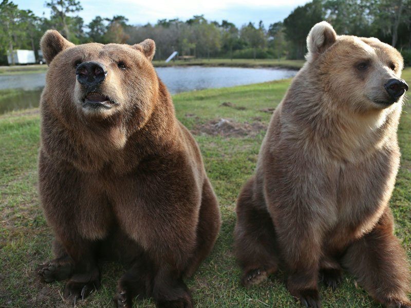 Bears-of-Bearadise-Ranch