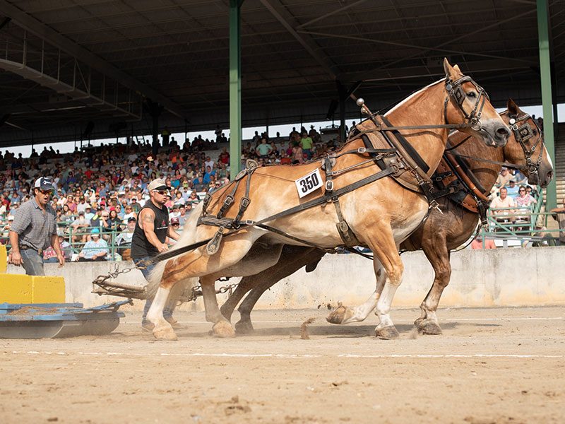 Draft-Horse-Pull Draft-Horse-Pull