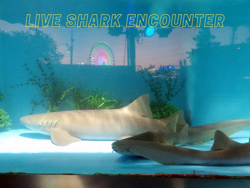 LIVE SHARK ENCOUNTER