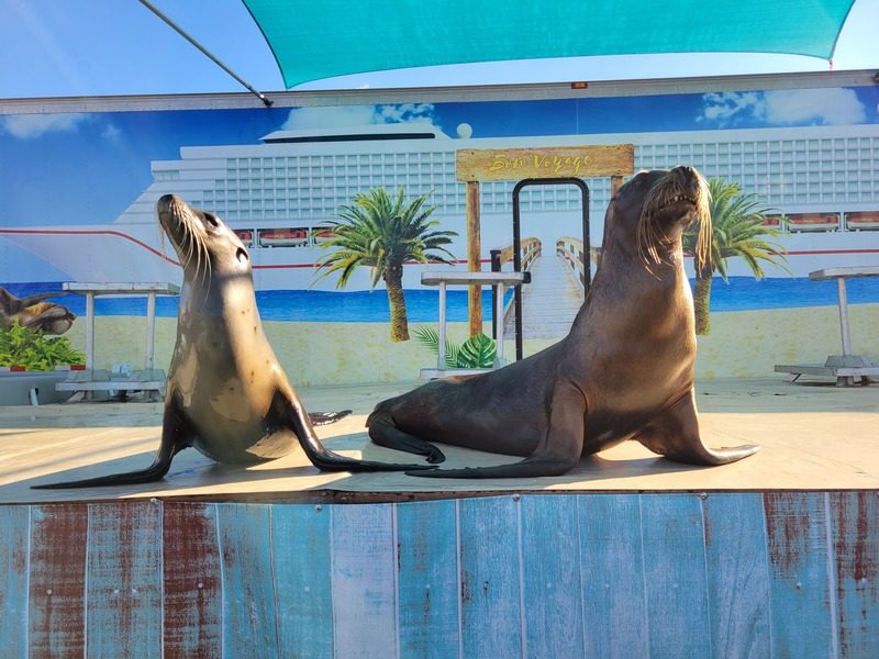 Sea Lion Splash (3) Sea Lion Splash (3)