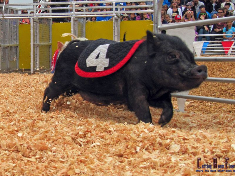 Swifty-Swine-Racing-Pigs