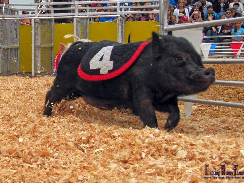 Swifty-Swine-Racing-Pigs Swifty-Swine-Racing-Pigs